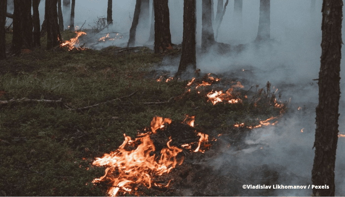 Article de blog incendies climatiques